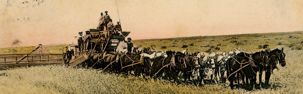 cropped wheat harvest